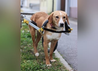 Handicap-Rüde ♥Tango♥ liebenswerter Kerl