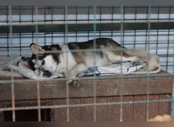 BODRO - der hübsche Huskymix sucht ein liebe- und verständnisvolles Zuhause