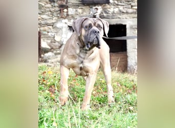 Echte reinrassige, formentino Cane Corso Welpen 