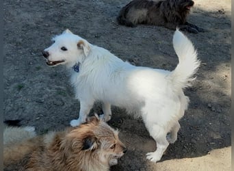 BENNY sucht ein Zuhause
