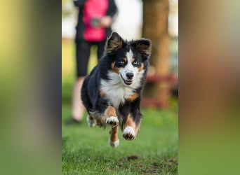 Mini/Miniature Australian Shepherd Welpen mit Papiere