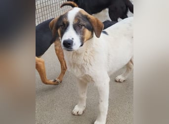 Maxima ❤️ verspielt, aktiv, verschmust!