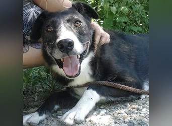 Lun seit 4 Jahren in Tierheim