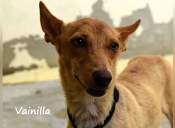 Vainilla 02/2024 (in Deutschland) - süße und sanfte kleine Podenca!