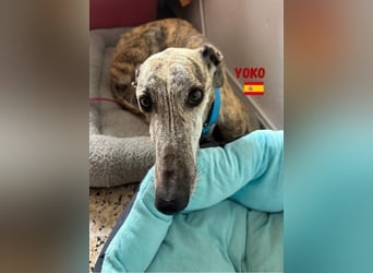 Yoko,geb.09/2020,ruhiges,unkompliziertes Galgo Mädel sucht ihre Familie