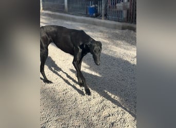 Sombra, eine schwarze Schönheit