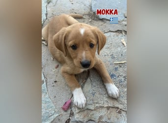 Mokka,geb.04/25,süßes Mischlingsmädel sucht ihre Familie