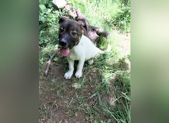 Hundekind „GERTI“, ausreisebereit Ende Juni 2025, sucht Familie