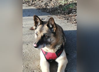 Naala, gut erzogene Schäferhund Mischlingshündin