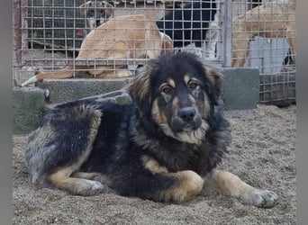 Aramis ❤️ liebevoll aufgeweckter Jungrüde