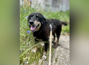 ⭐️KALENA⭐️, Hündin, 10 Jahre, 42 cm, Mischling, Tierschutz