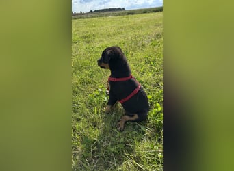 Reinrassige Rottweiler Welpen ,  Abholung bereit Sportliche leistung  Zucht