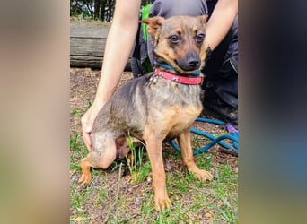 Uschka, Pinscher Mischling