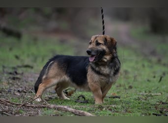 Lui – entspannter Dackel-Mix sucht sein Glück!