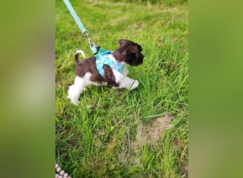 American Zwergschnauzer Braun weiß geb 05.04.2025