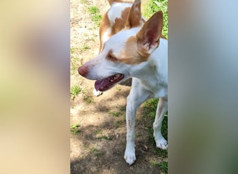 Jumanji – neugieriger Podenco mit liebevollem Wesen