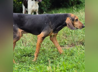 Rocco  - dringend - ein Überlebenskünstler sucht ein neues Zuhause