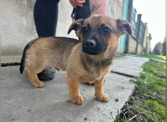 Eddie, geb. 11.12.2024, 19 cm, wünscht sich ein tolles Hundeleben