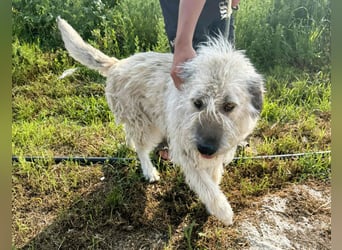 Monty – sanftmütiger, weiser, großer Bub sucht seine Menschen