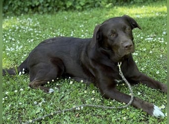Labrador