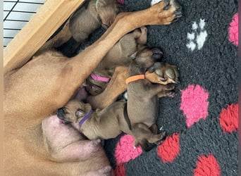 Rhodesien Ridgeback Welpen mit Papieren