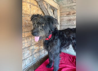 Timo, Schnauzer-Mix, Rüde, geb.am. 02.02.2024, 55 cm, 16 kg