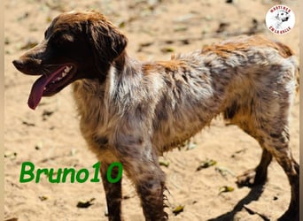 Bruno10 geb. 09/2023 (ESP) - liebevoller, verspielter und anhänglicher Bretonischer Spaniel!