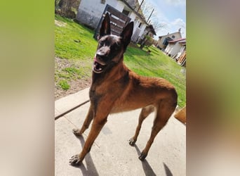Ra - der Malinois hat bereits Familienerfahrung