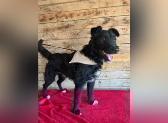 Janko, Schnauzer-Mix, Rüde, geb. am 17.07.2023, 43 cm, 15 kg