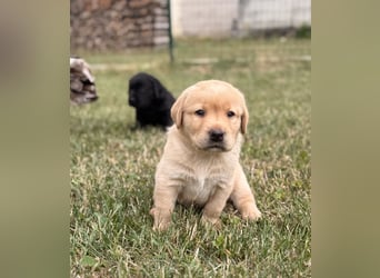 Labrador Welpen mit Ahnentafel