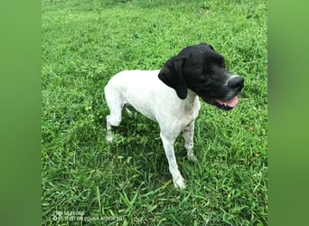 Kunta Kinte - ein ganz besonderer, freundlicher und gehorsamer Hund sucht ein liebevolles Zuhause