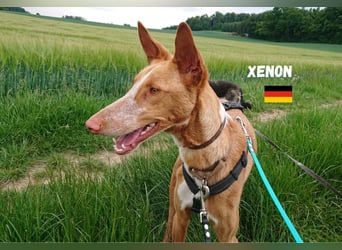 Xenon,geb.08/23,lieber Podenco sucht seine Familie,bereits in DE auf Pflegestelle in 86685 Huisheim