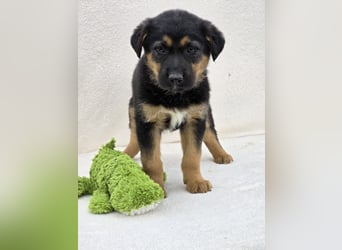 Nico, einer von 7 Welpen der die Welt erkunden möchte