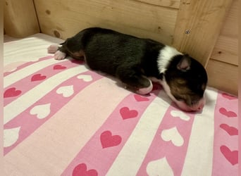 Black Tri Hündin, Australian Shepherd