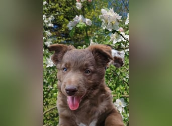Australian Shepherd Welpen