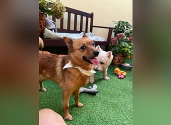 Elvira SR – Liebevolle Mama sucht ruhiges Zuhause