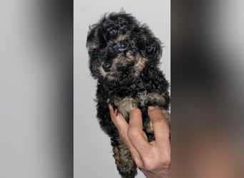 ZWERGPUDEL / TOY 2 männlich braun tan 1 schwarzes Mädchen 1 black tan Mädchen