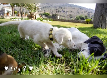 Biscuit, Casper, Pearl, Lily und Dove  suchen ihre Familie ab Oktober