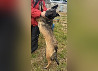 Traumhund Nela