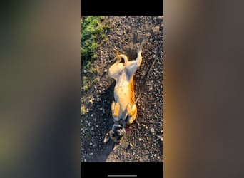 Holländische Schäferhündin Bruni