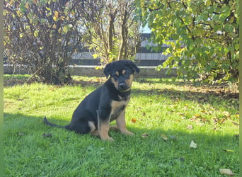 Rottweiler Schäferhund Mix