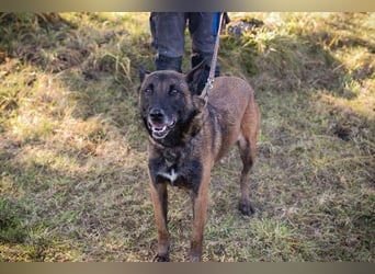Leon: Malinois-Fans aufgepasst!