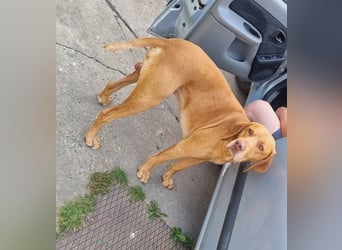 Ficko, wunderschöner Vizsla Rüde hat sein Zuhause verloren