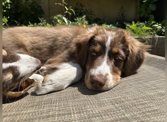 1 kleine Australian Shepherd Hündin( Welpe) braun/redtri (Minimix/Reinrassig)+ Gesundheitszeugnis