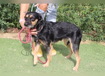 Tuxa, Mix Pinscher / Podengo, lieb und verträglich