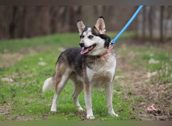BODRO - der hübsche Huskymix sucht ein liebe- und verständnisvolles Zuhause
