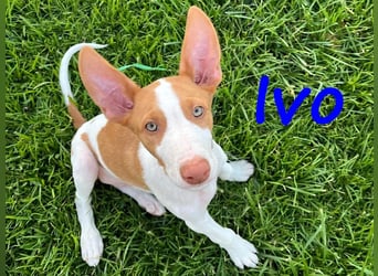 Ivo geb. 03/2025 (ESP) - verspielter Podenco Ibicenco Welpe!