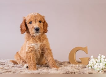 GoldenDoodle - medium mit welligem - lockigem Fell