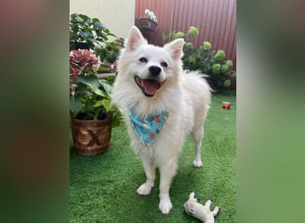 Gino SR – Sanfter Spitz-Rüde mit Herz sucht liebevolles Zuhause