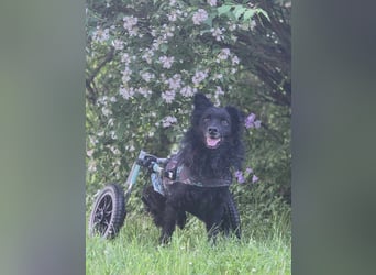 Kämpferherz Hope sucht seine Menschen